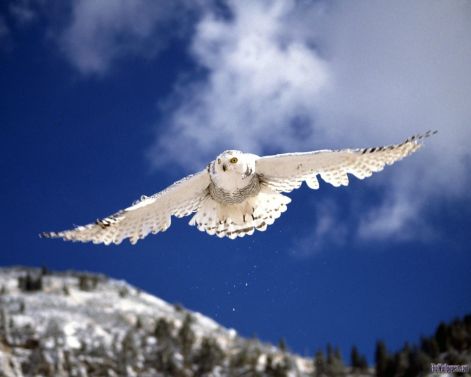 white_owl.jpg